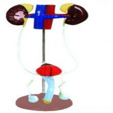 MALE UROGENITAL MODEL